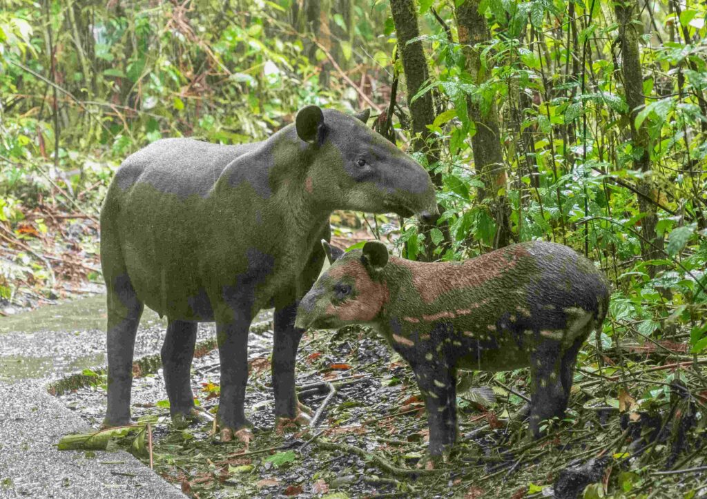 Tapir de Baird con su cría (Tapirus bairdii)