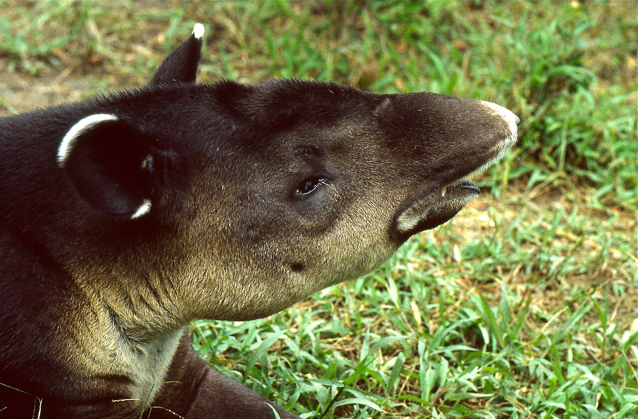 Tapir de Baird (Tapirus bairdii)