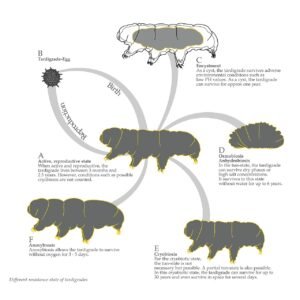 Tardígrado (oso de agua): el animal más resistente del planeta
