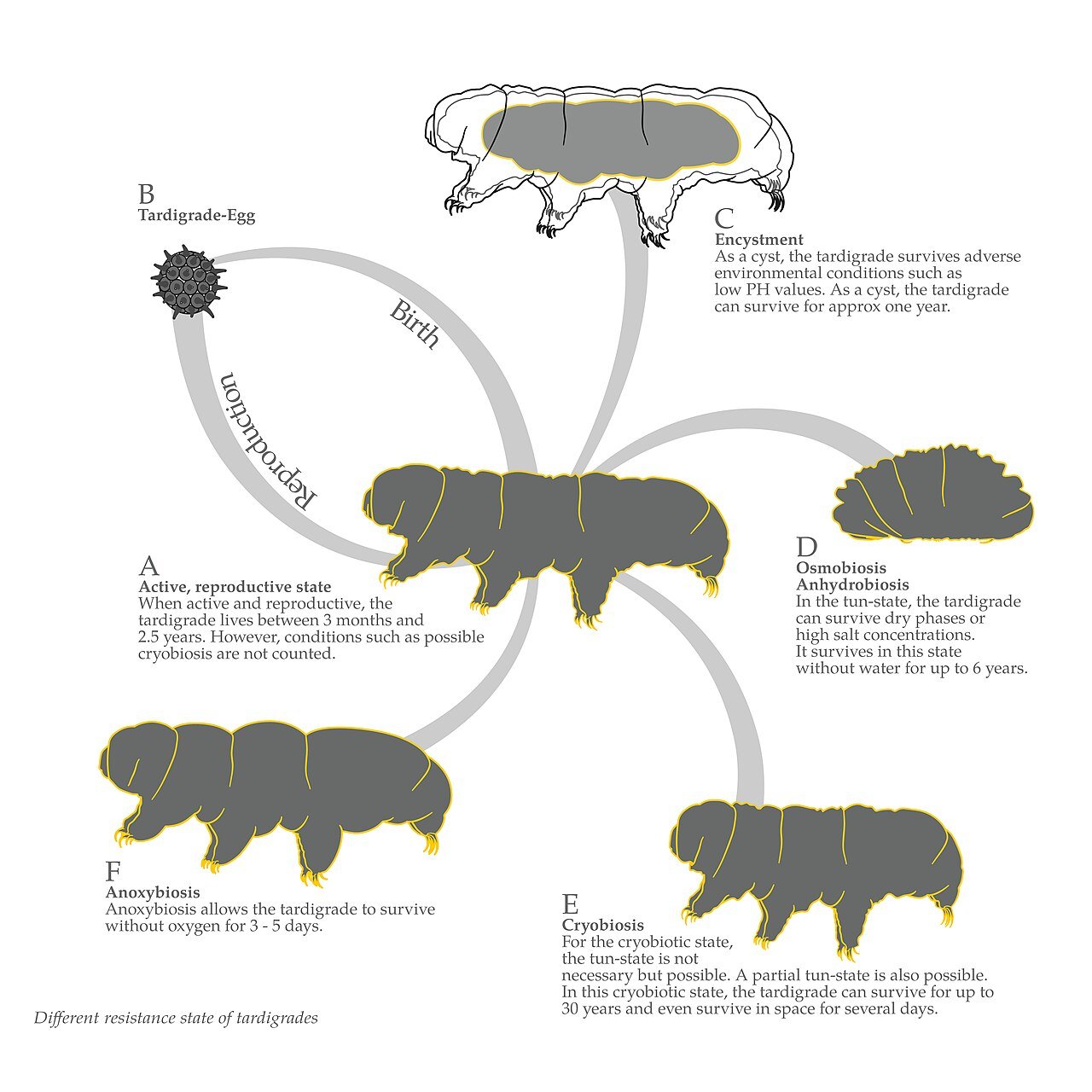 Tardígrado (Filo Tardigrada (más de 1.300 especies))
