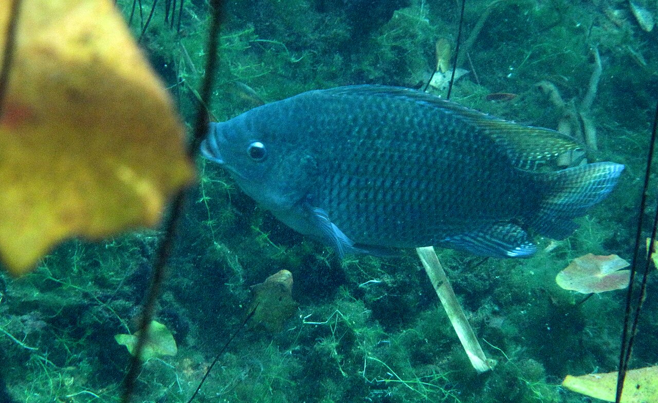 Tilapia (Oreochromis niloticus)