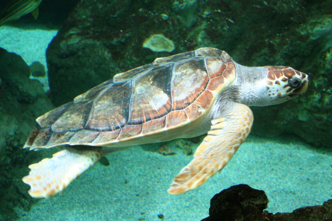 Tortuga boba (Caretta caretta)