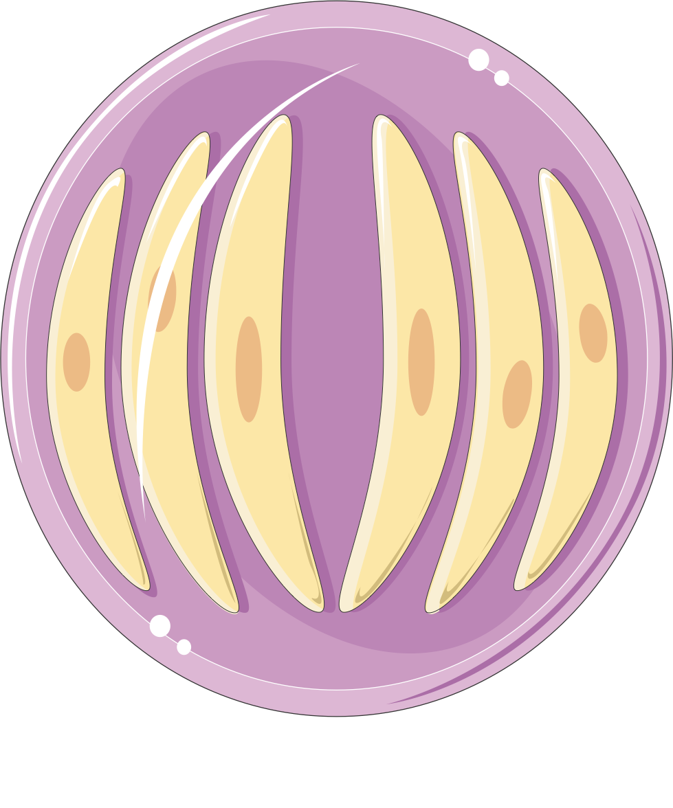 Toxoplasma (Toxoplasma gondii)