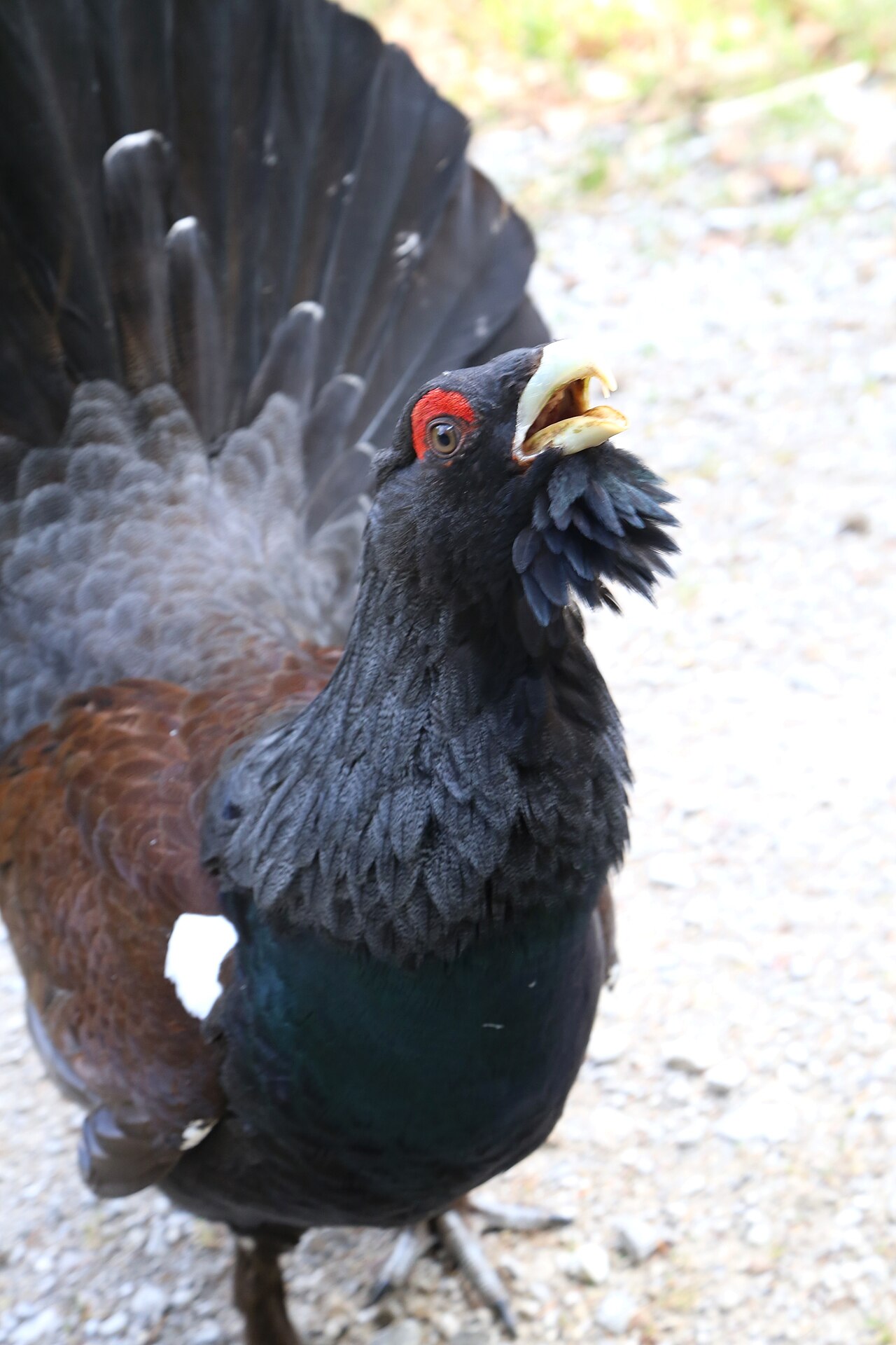 Urogallo (Tetrao urogallus)