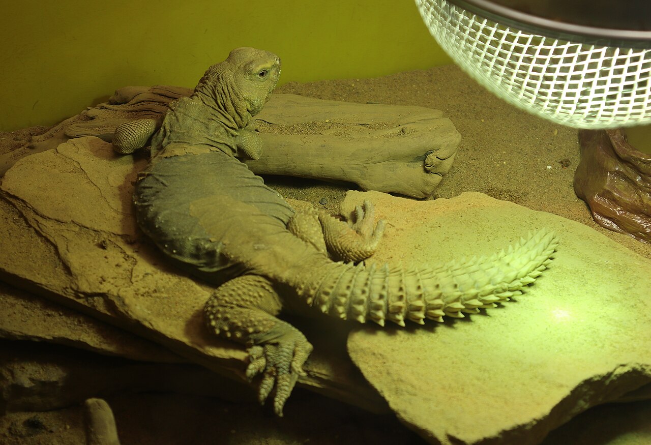 Uromastyx egipcio (Uromastyx aegyptia)