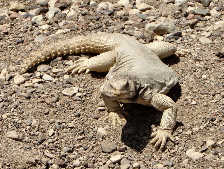 Uromastyx egipcio