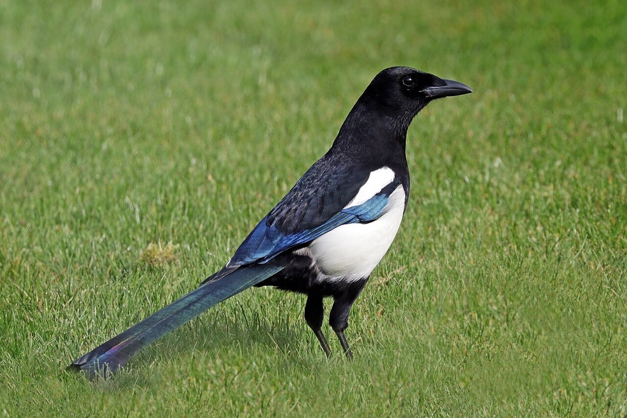 Urraca europea (Pica pica)