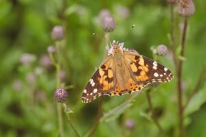 Vanesa pintada: la mariposa más cosmopolita del mundo