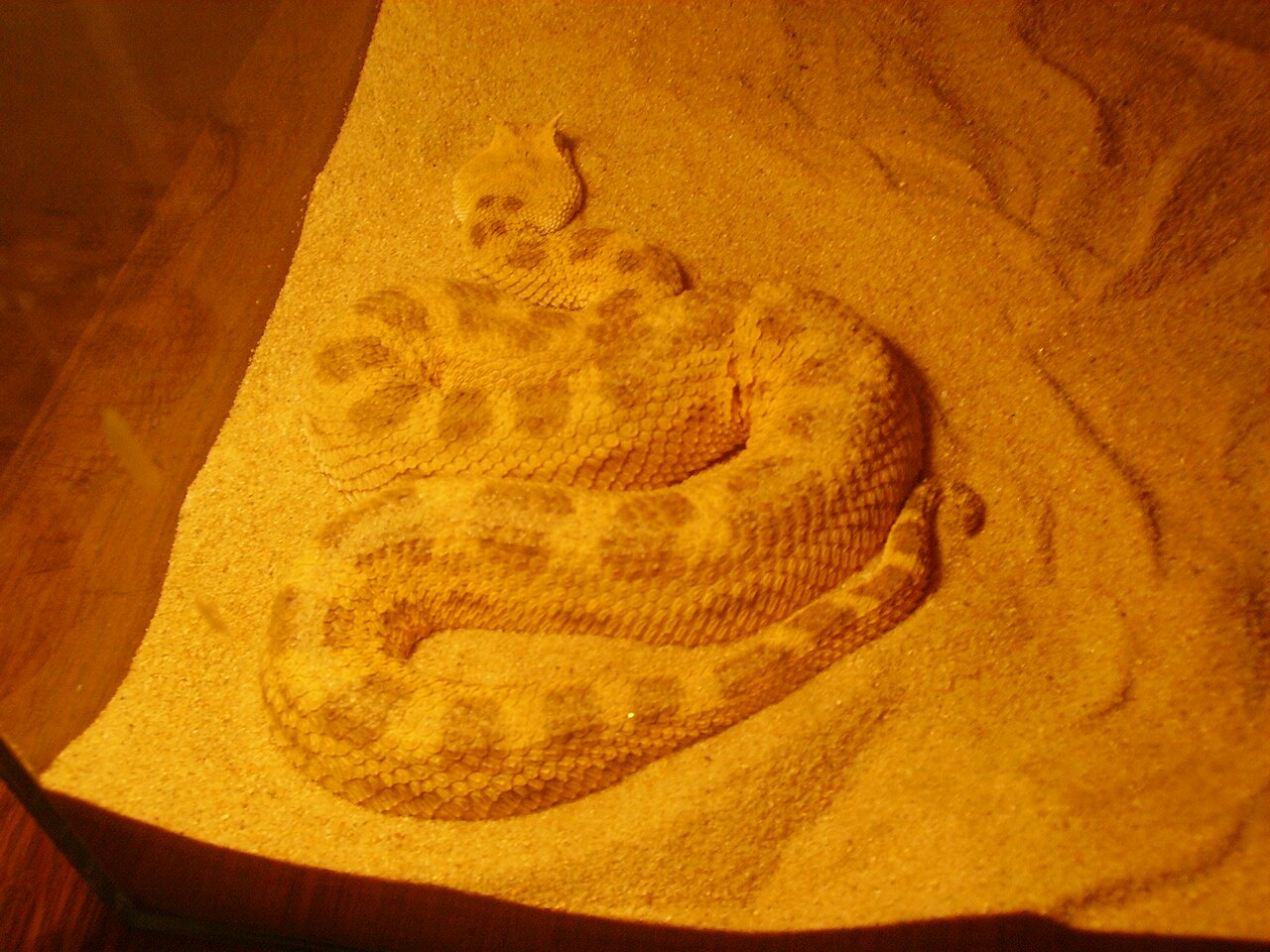 Víbora cornuda del Sahara (Cerastes cerastes)