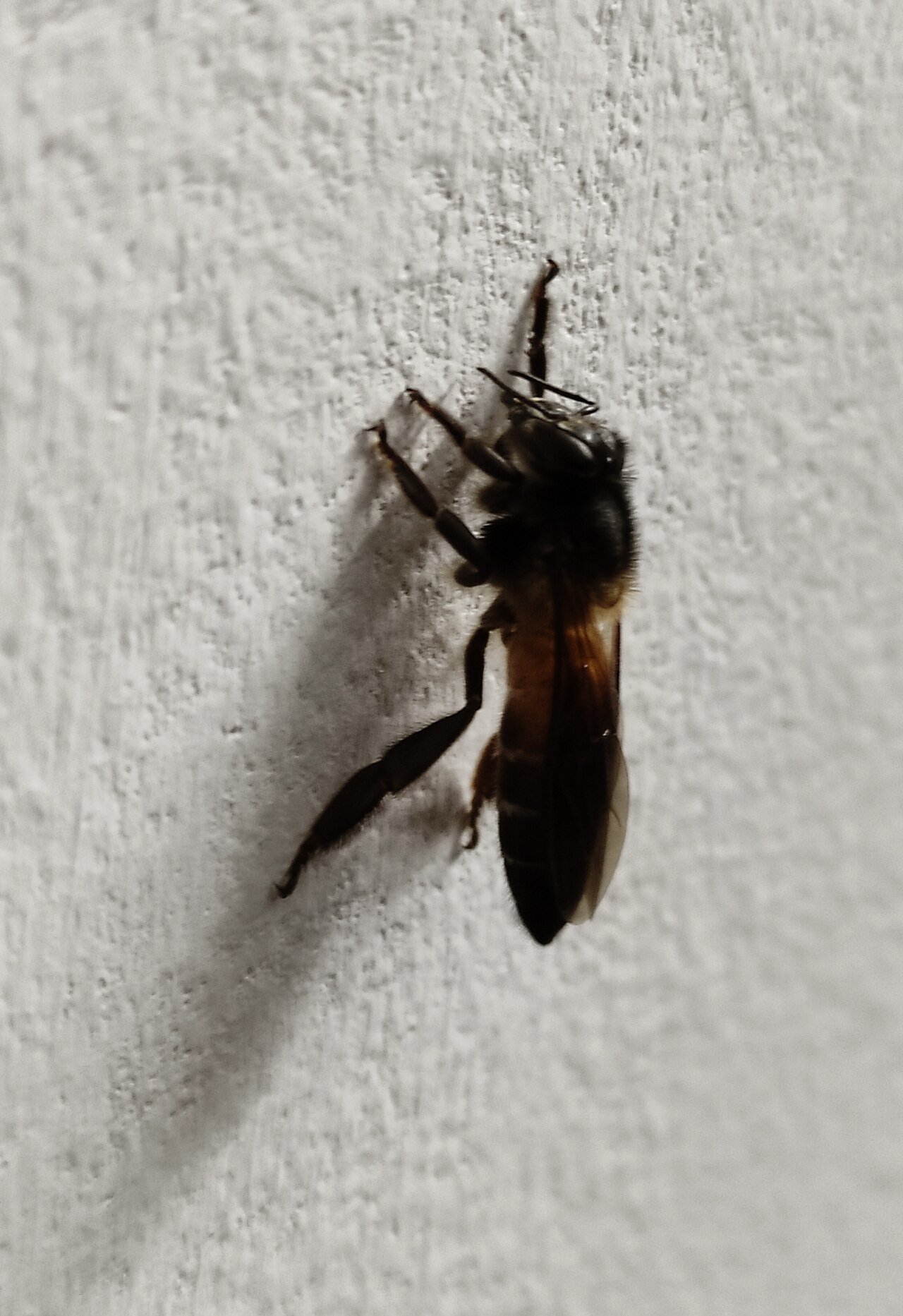 Abeja gigante asiática (Apis dorsata)
