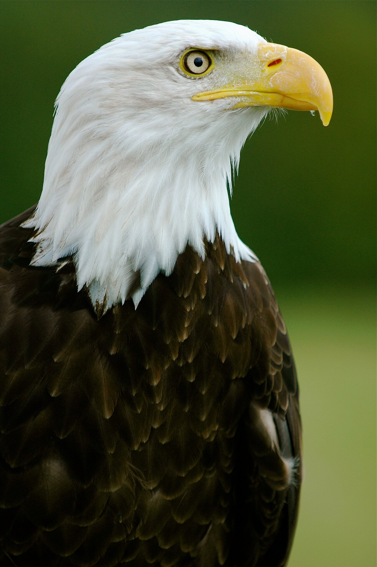 Águila calva (Haliaeetus leucocephalus)