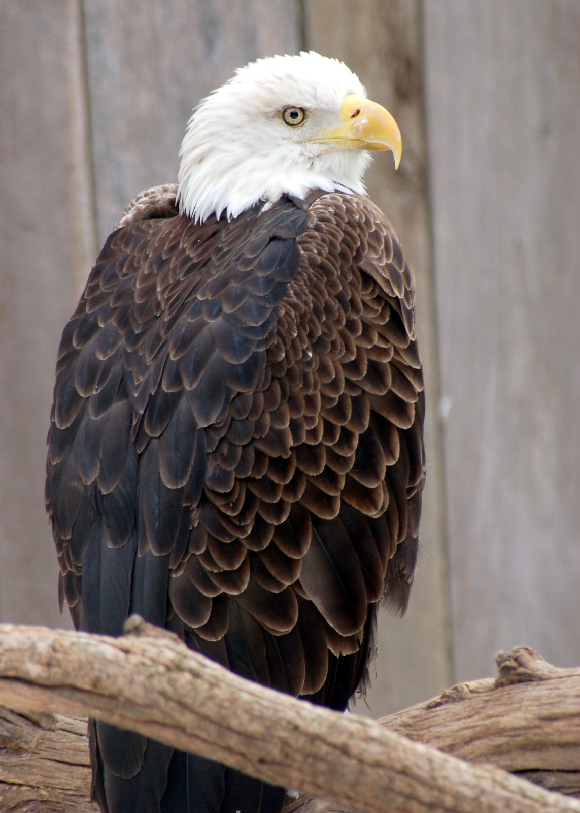 Águila calva (Haliaeetus leucocephalus), ave nacional de Estados Unidos