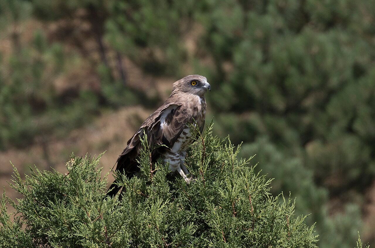 Águila culebrera (Circaetus gallicus)