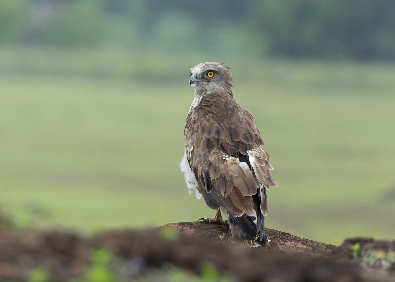 Águila culebrera con sus característicos ojos amarillos