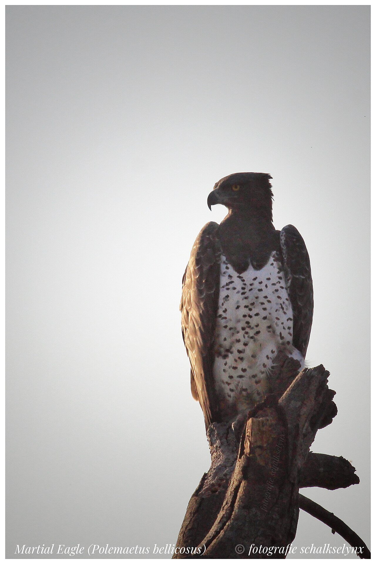 Águila marcial (Polemaetus bellicosus)