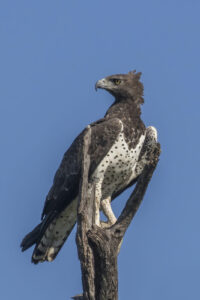 Águila marcial (Polemaetus bellicosus): la rapaz más grande de África