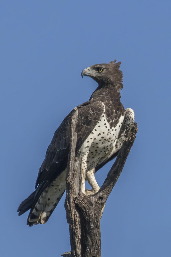 Águila marcial (Polemaetus bellicosus)