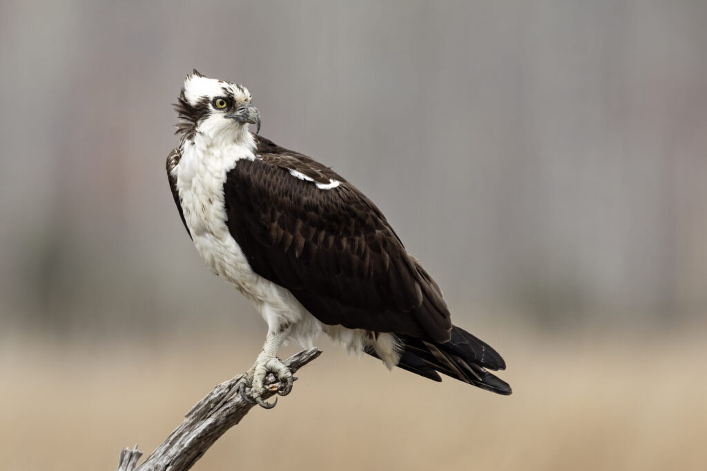 Águila pescadora (Pandion haliaetus)