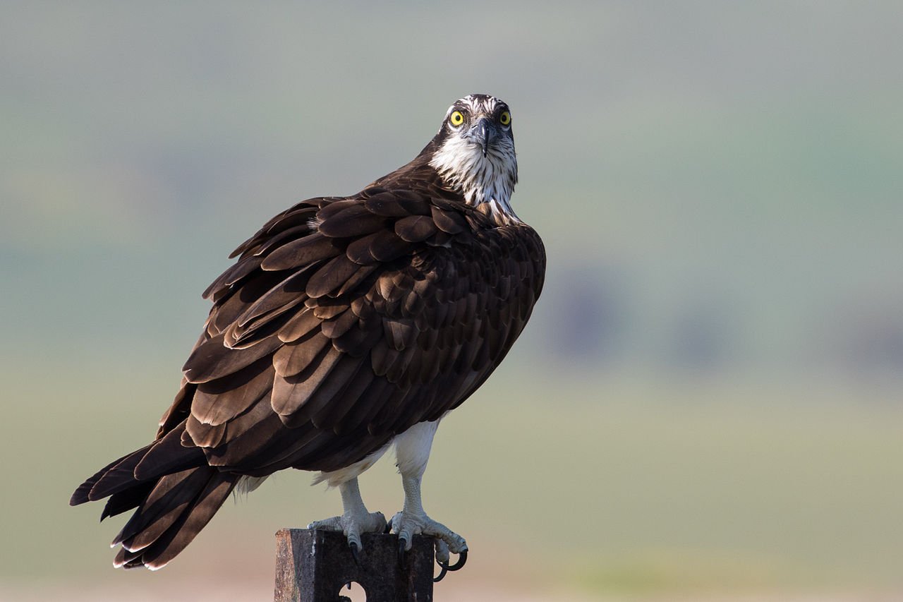Águila pescadora (Pandion haliaetus)