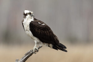 Águila pescadora (Pandion haliaetus)