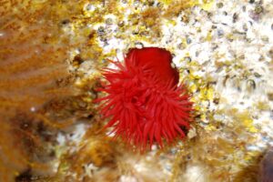 Anémona común (Actinia equina)