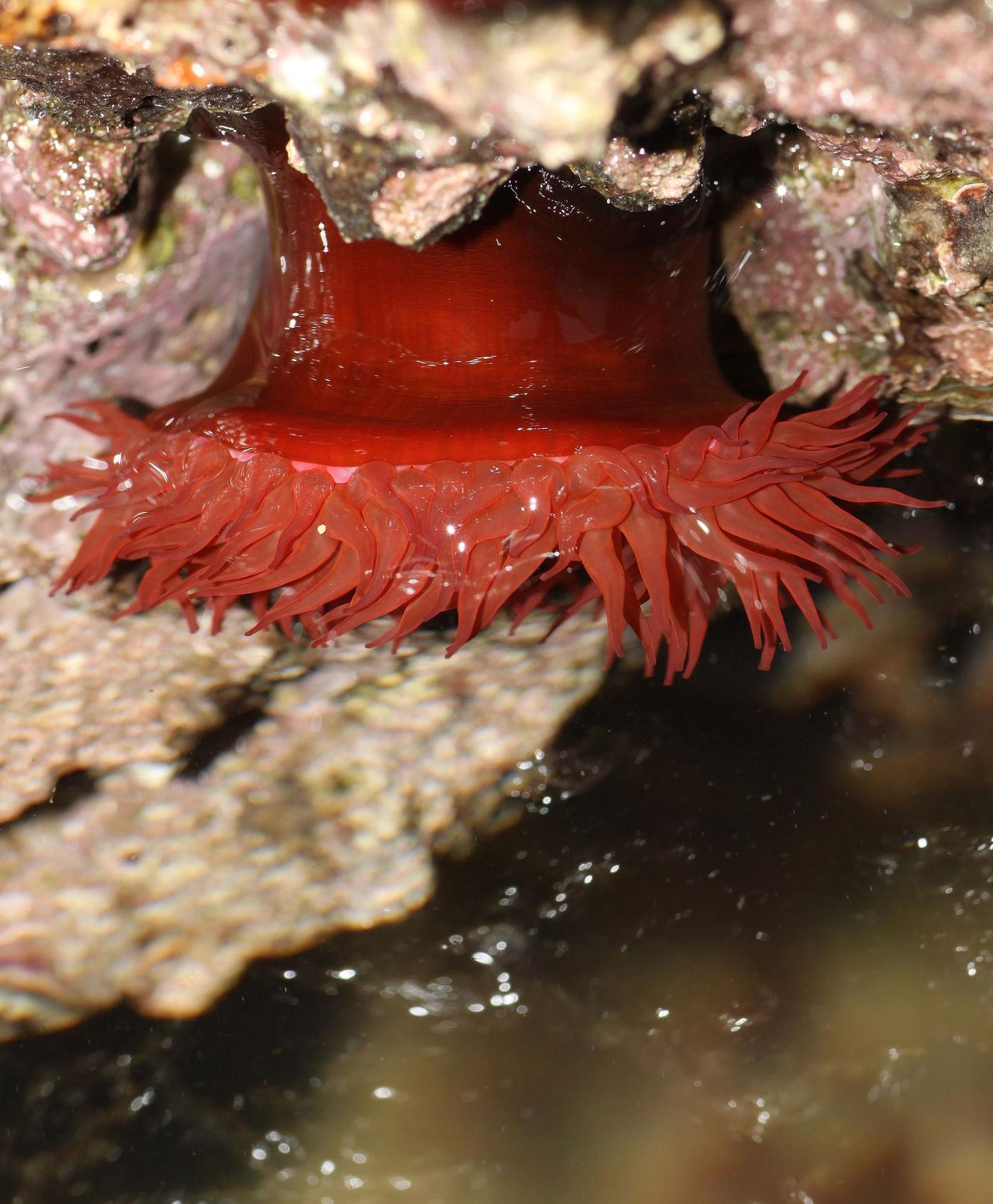 Anémona común Actinia equina de color rojo intenso fijada a una roca