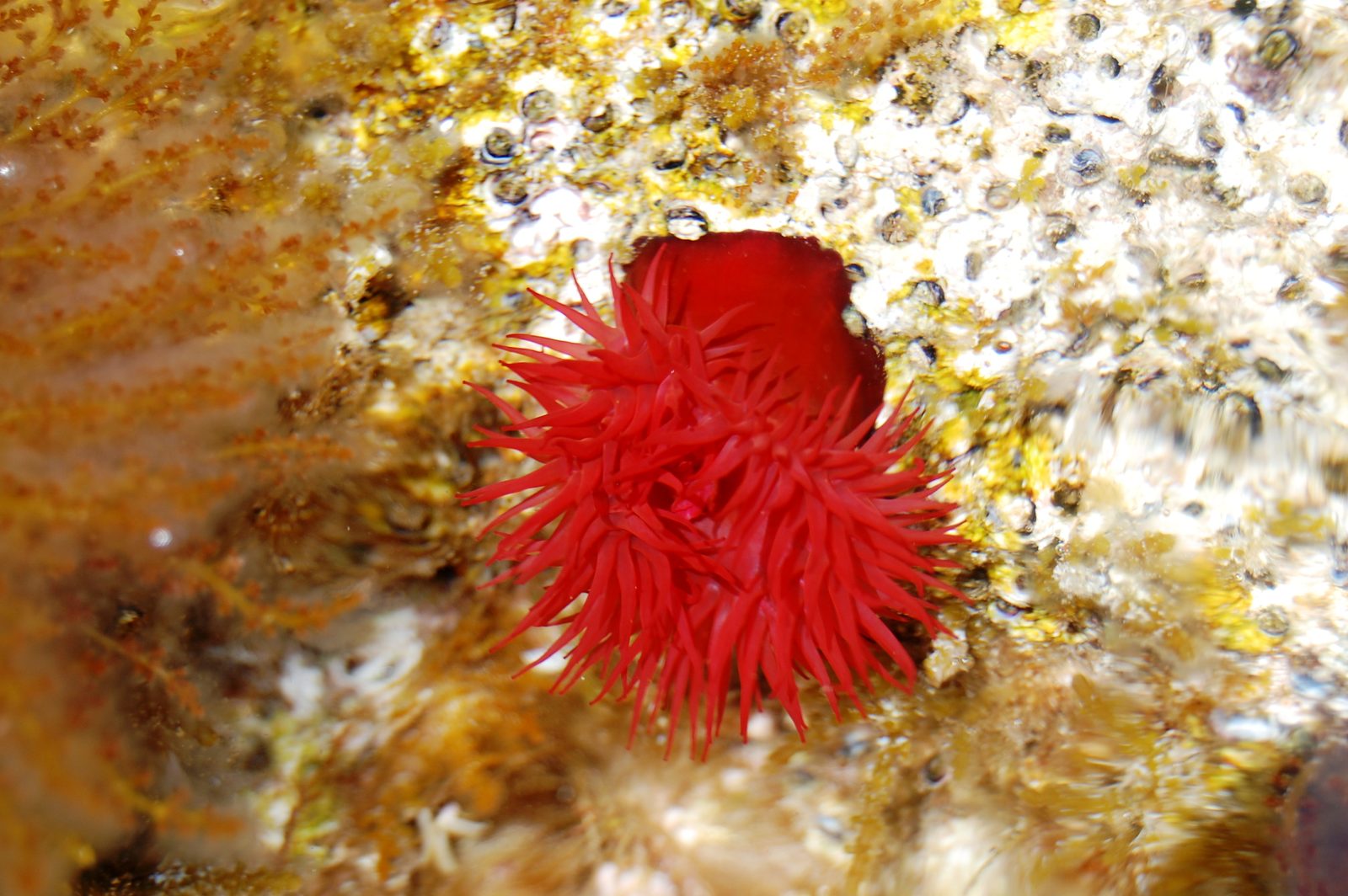 Anémona común (Actinia equina) sobre roca intermareal