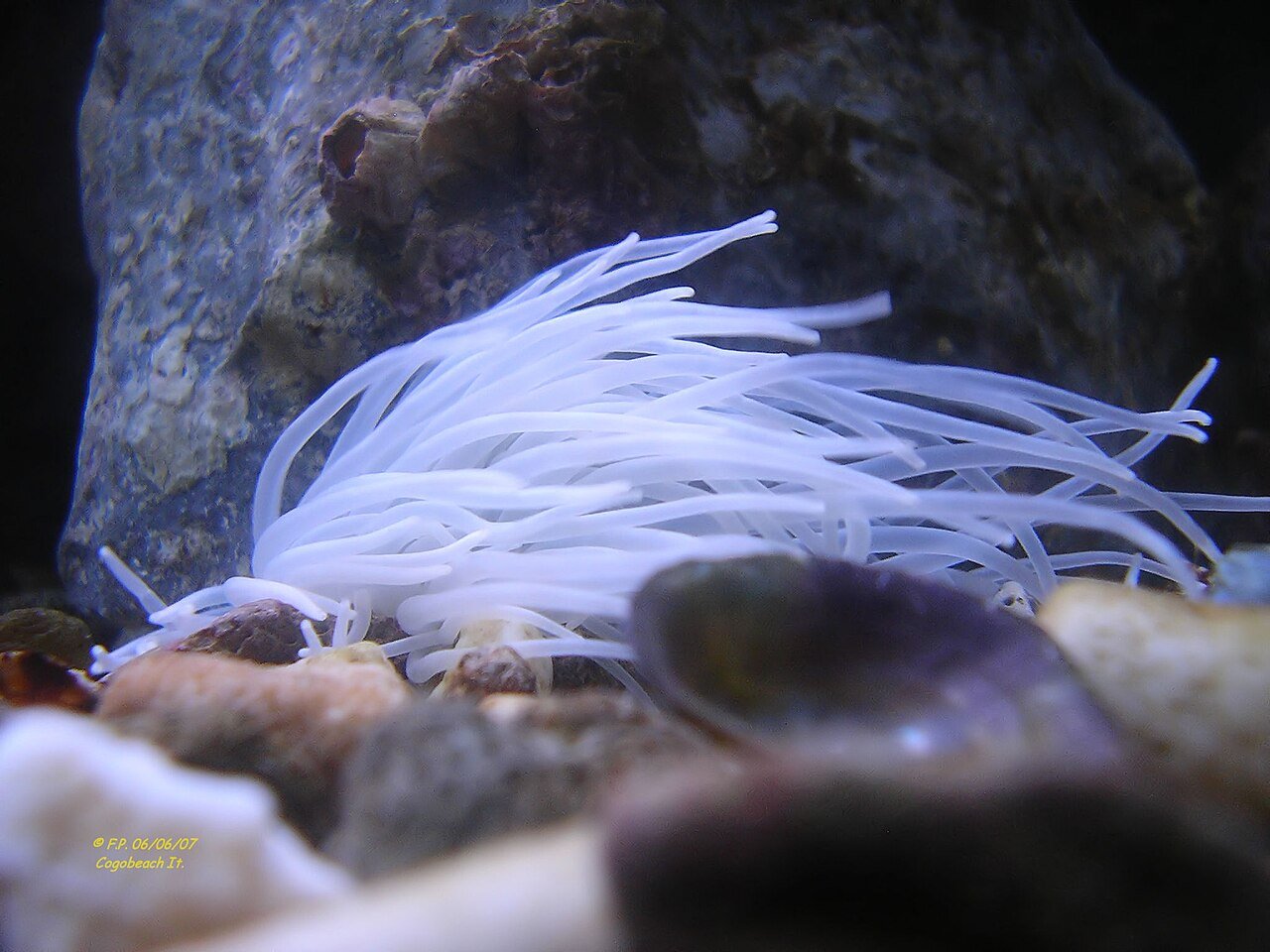 Anémona del Mediterráneo (Anemonia sulcata)
