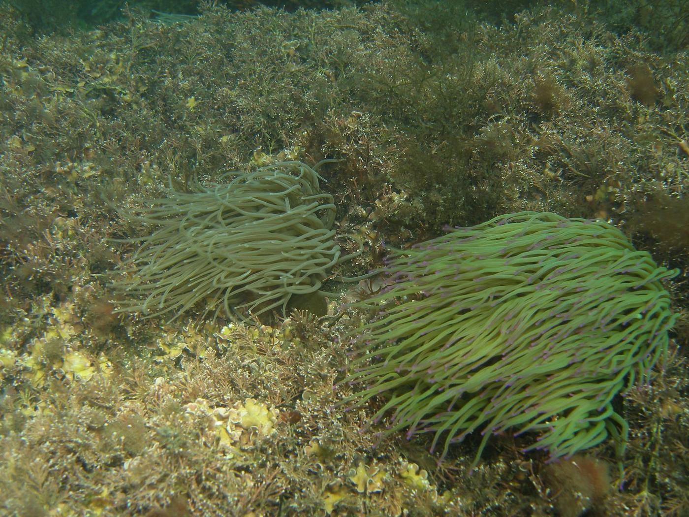 Anémona del Mediterráneo Anemonia sulcata primer plano con los tentáculos verde-violeta extendidos