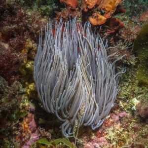 Anémona del Mediterráneo (Anemonia sulcata): la ortiguilla verde-violeta