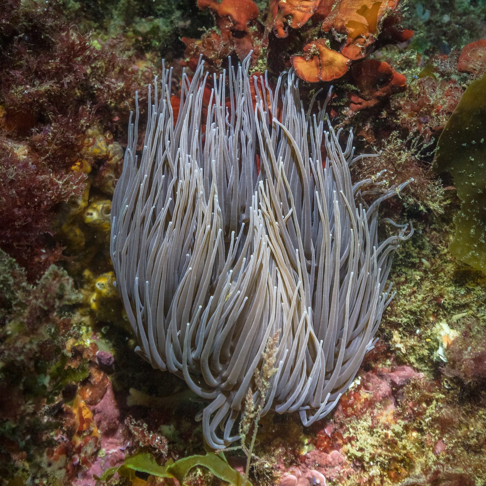 Anémona del Mediterráneo (Anemonia sulcata) con tentáculos verde y violeta