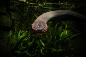 Anguila eléctrica (Electrophorus electricus): el pez del Amazonas que genera 860 voltios
