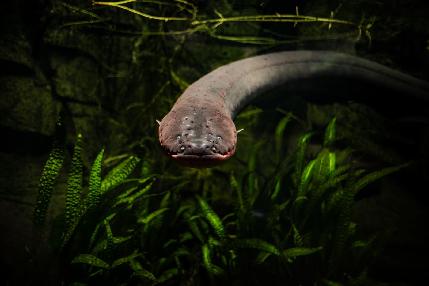 Anguila eléctrica Electrophorus electricus en acuario