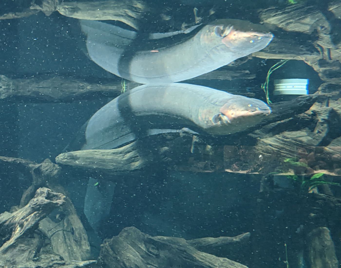 Anguila eléctrica Electrophorus electricus ejemplar adulto