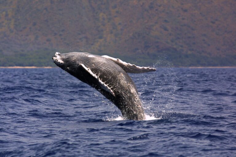 Animales del Océano
