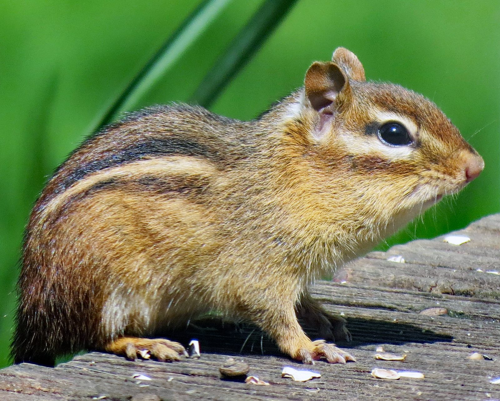 Ardilla listada (Tamias striatus) mostrando las rayas oscuras del dorso sobre un tronco