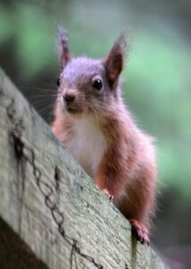 Ardilla roja (Sciurus vulgaris): la ardilla autóctona de Europa