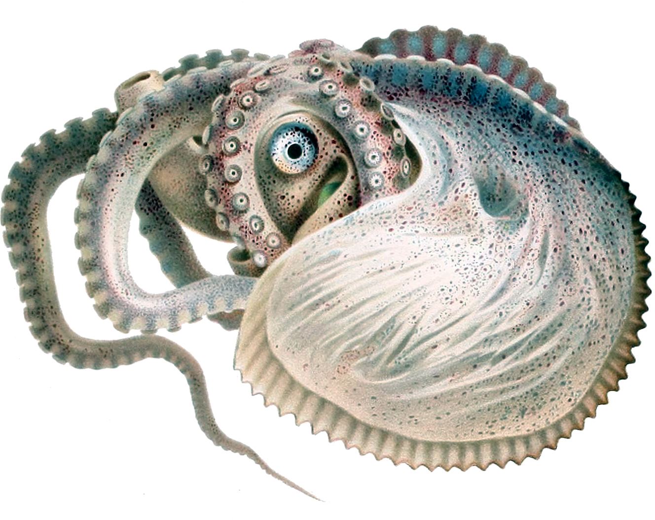 Argonauta argo nautilo de papel ilustración científica del cefalópodo con concha incubadora
