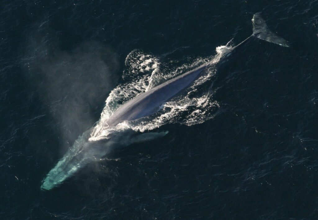 Ballena azul Balaenoptera musculus saliendo a la superficie