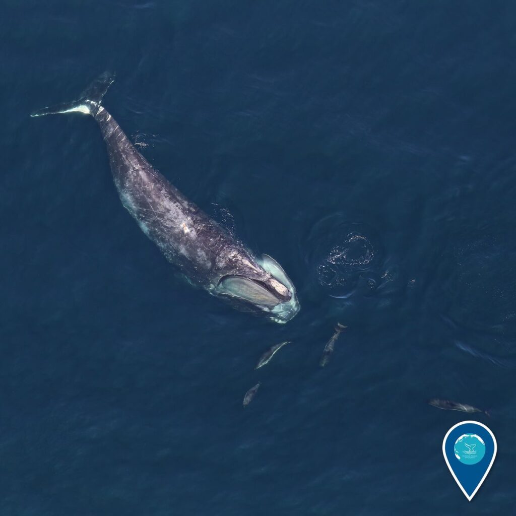 Ballena franca glacial (Eubalaena glacialis)
