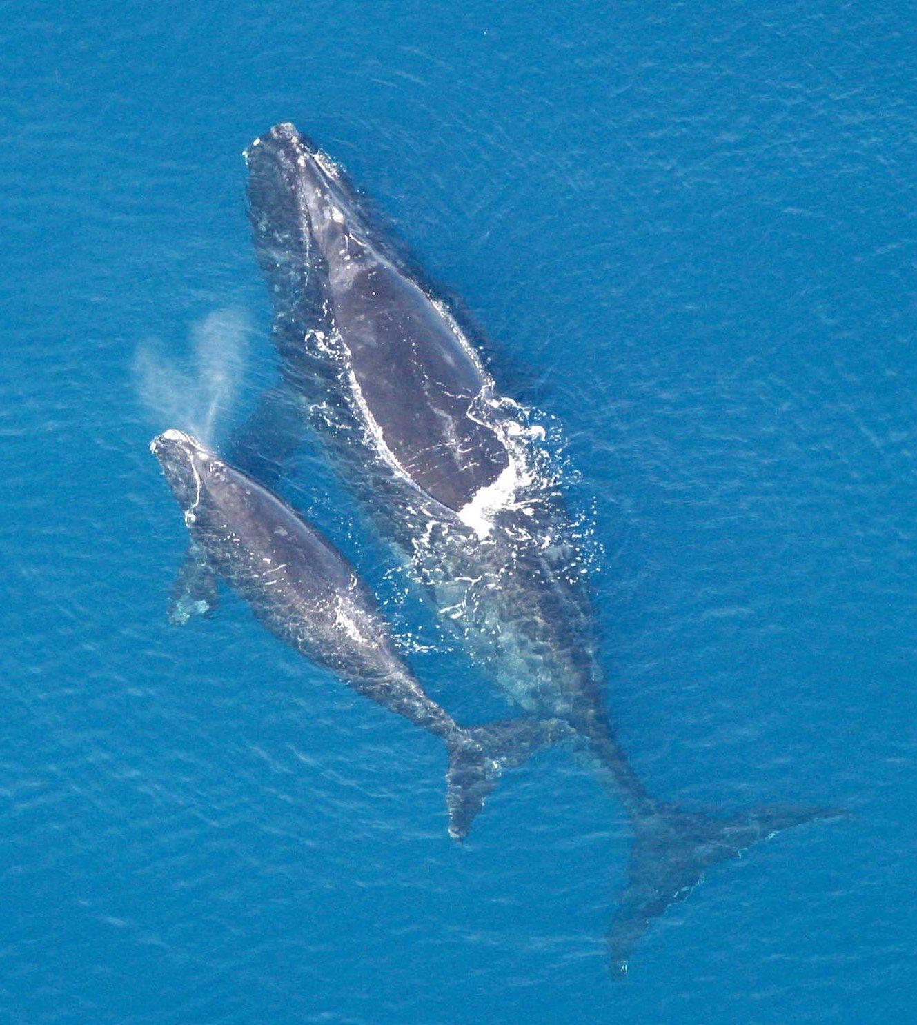 Ballena franca glacial Eubalaena glacialis con cria