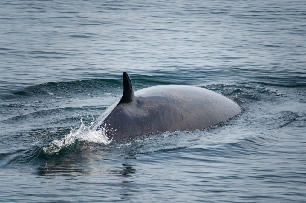 Ballena minke (Balaenoptera acutorostrata)