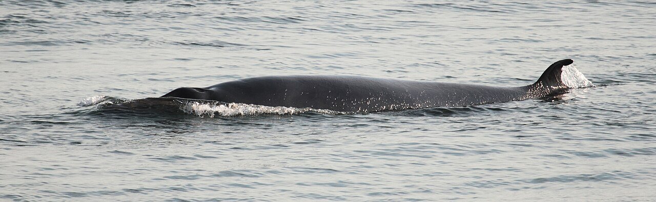 Ballena minke (Balaenoptera acutorostrata)