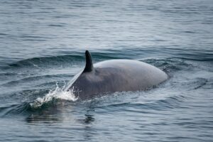 Ballena minke (Balaenoptera acutorostrata)