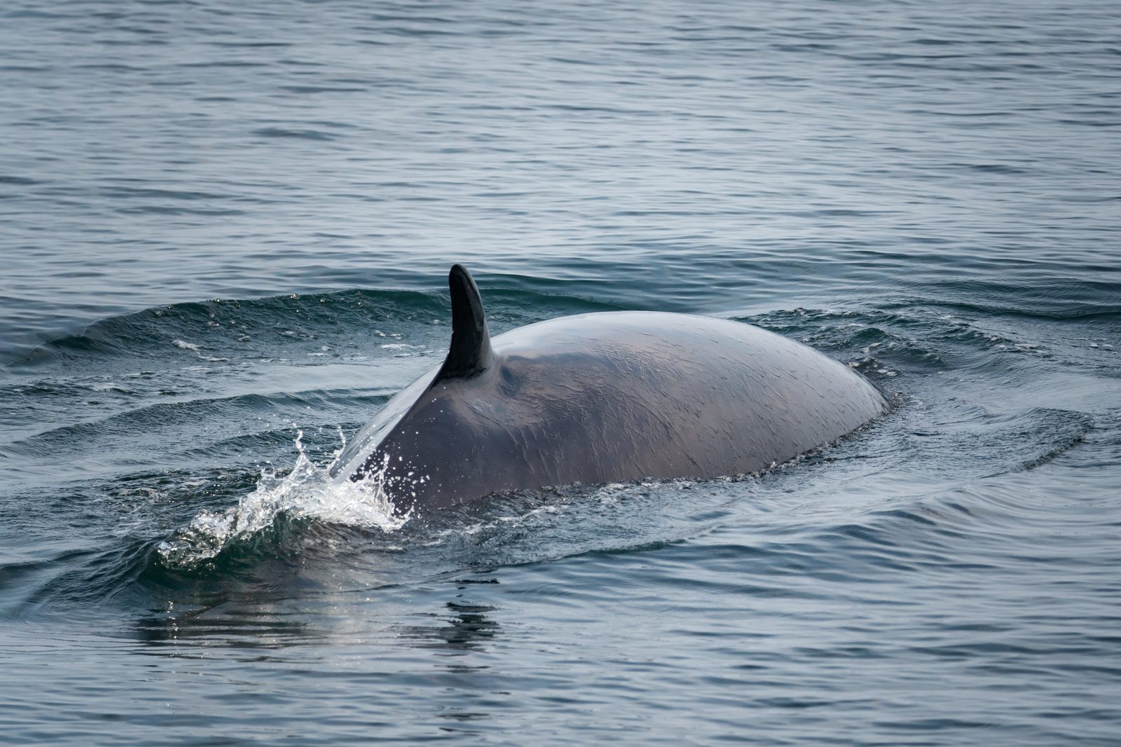 Ballena minke Balaenoptera acutorostrata cerca de la superficie