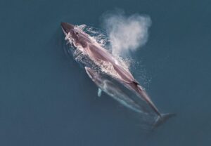 Ballena Sei (Balaenoptera borealis)