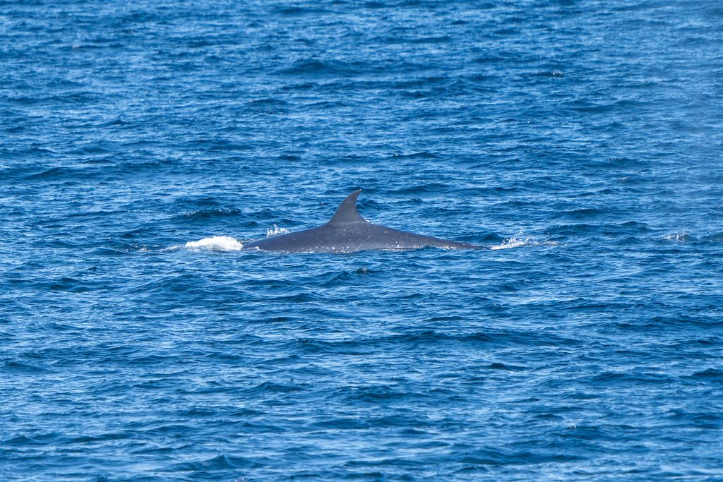 Ballena Sei Balaenoptera borealis con aleta dorsal visible
