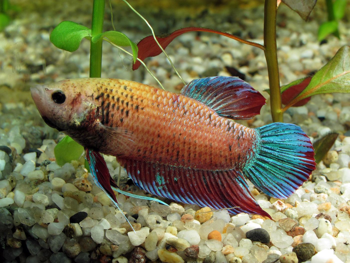 Hembra de betta naranja con aletas más cortas que el macho