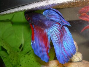 Pez betta (Betta splendens)