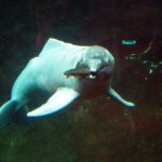 Boto (Inia geoffrensis)